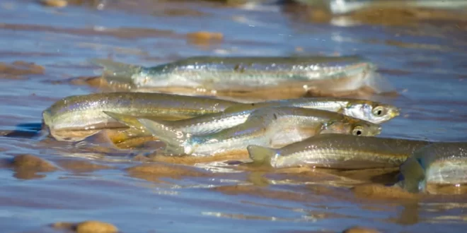 Peces gruñones