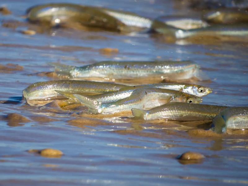 Peces gruñones