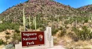 Parque Nacional Saguaro