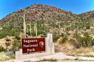 Parque Nacional Saguaro