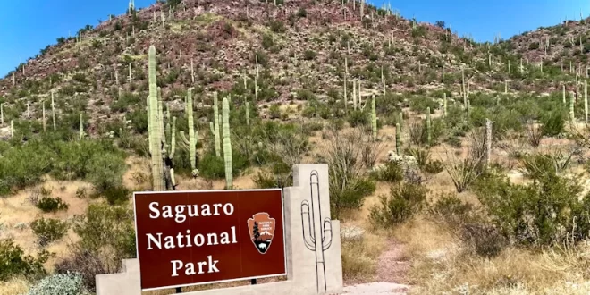 Parque Nacional Saguaro