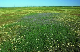 Vernal Pools