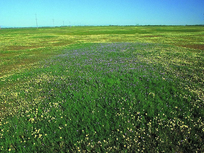 Vernal Pools