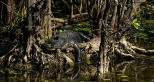 Reserva Nacional Big Cypress