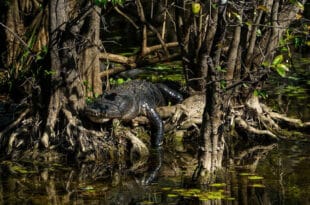 Reserva Nacional Big Cypress