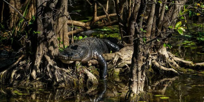 Reserva Nacional Big Cypress