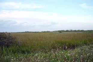Everglades