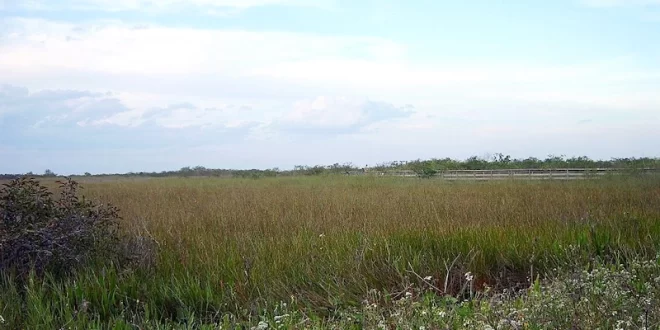 Everglades