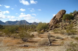 Desierto de Sonora