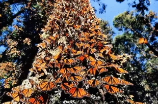 Árboles mariposas