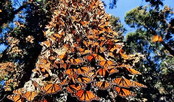 Árboles mariposas