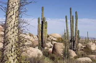 Baja California