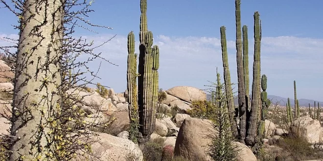 Baja California