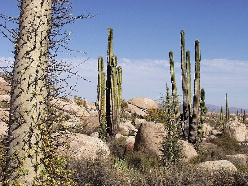 Baja California