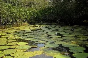 Amacayacú