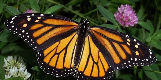 Mariposa monarca