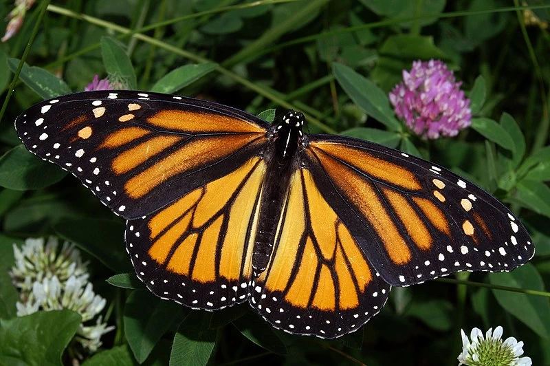 Mariposa monarca