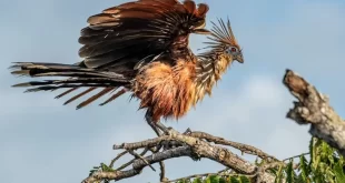 Hoatzin: al ave más extraña del mundo le huele mal el aliento