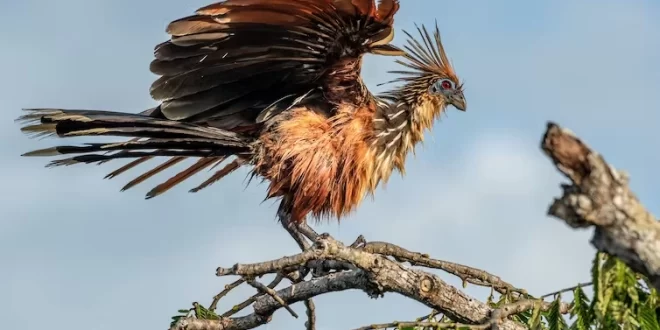 Hoatzin: al ave más extraña del mundo le huele mal el aliento