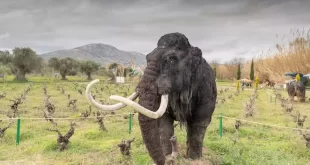 Desextinción: ¿y si resucitamos un mamut y, después, un dinosaurio?