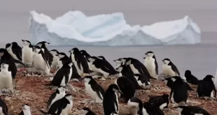 Pingüinos antárticos