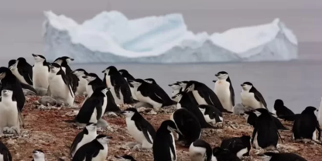 Pingüinos antárticos