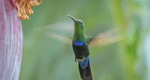 Colibrí