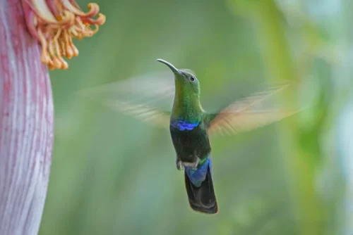 Colibrí