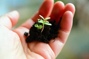 Agricultura