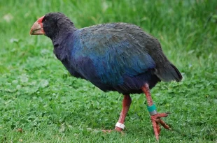 Takahe
