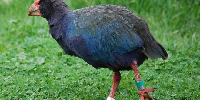 Takahe