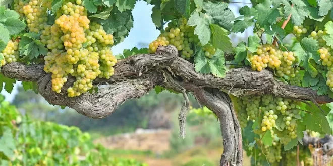 Vino
