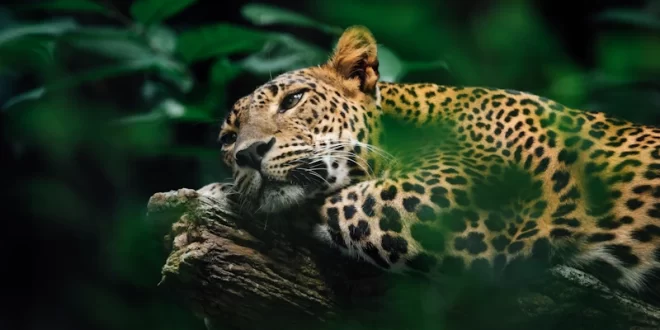 Jaguar