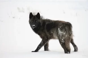 Lobos