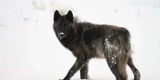 Lobos