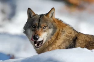 Lobos