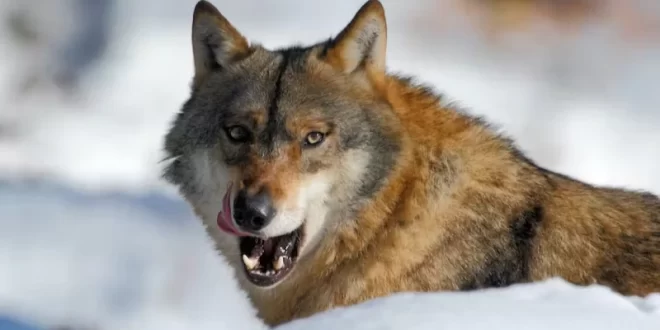 Lobos