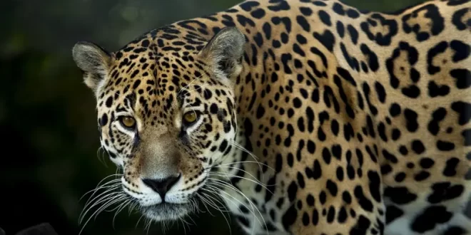 Jaguar