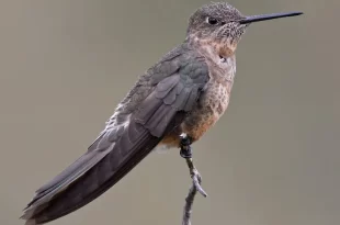 eBird