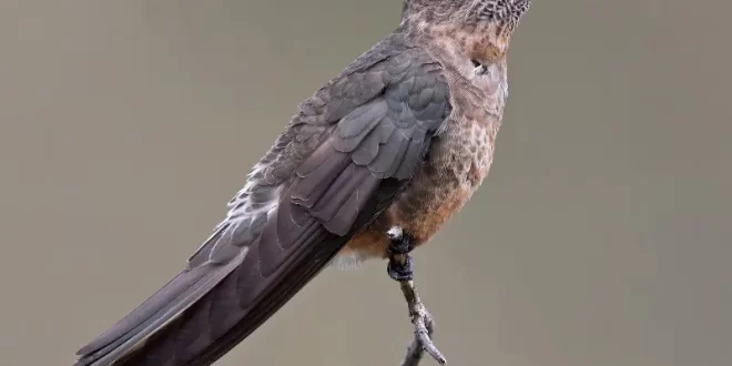 eBird