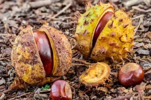 Castañas