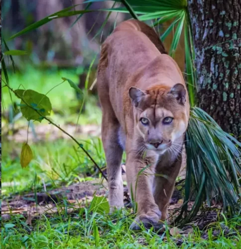 Pantera de Florida