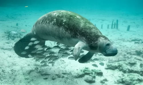 Manatí de Florida