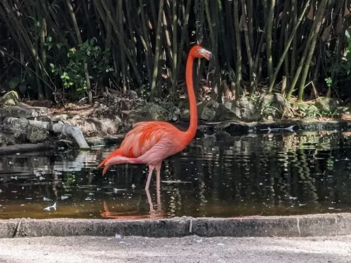 Flamingo