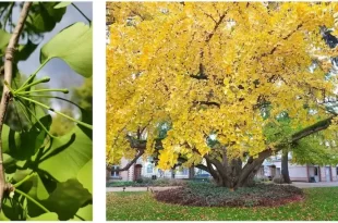 Ginko