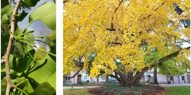 Ginko