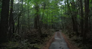 Aokigahara