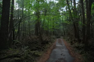 Aokigahara