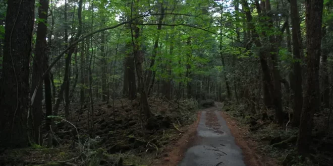 Aokigahara