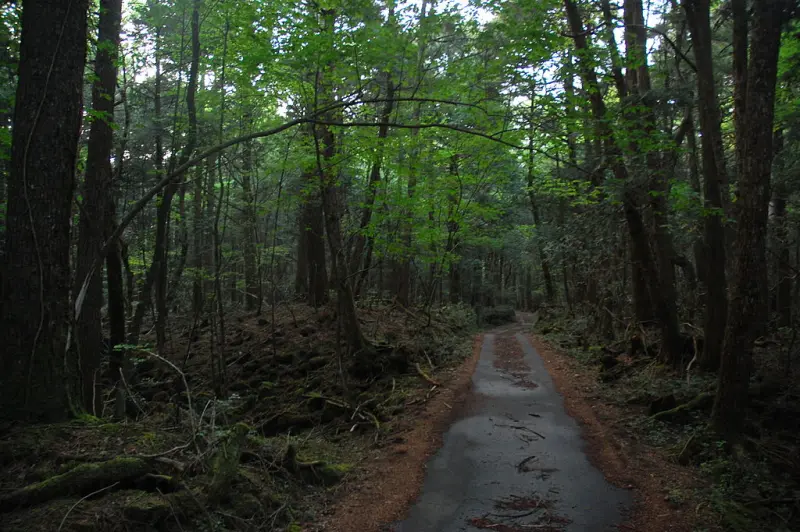 Aokigahara